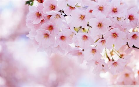 Blossom Inflorescence Flower Cherry Tree Pink Beauty In Nature