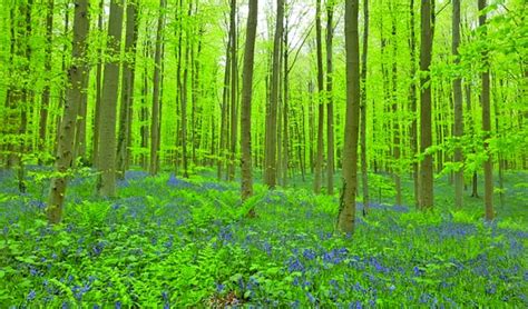 Forest Restoration A Path To Recovery And Wellbeing The Asian Age