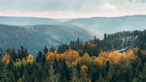 Forest Colorful Autumn Leafed Trees Hills Mountains Hd Nature