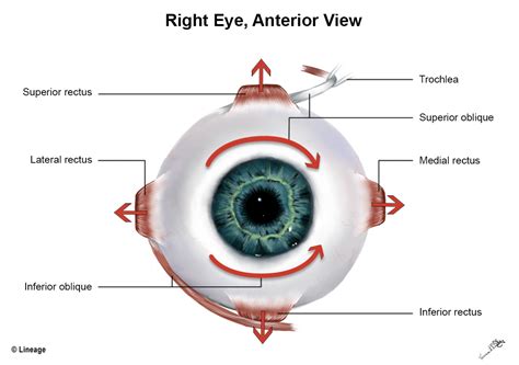 Eye Movement Neurology Medbullets Step 1