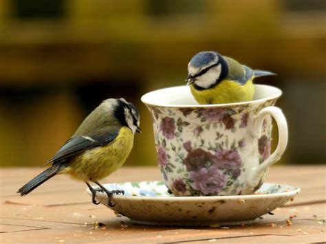 Natural Gardening For Birds Create A Bird Friendly Habitat In Your