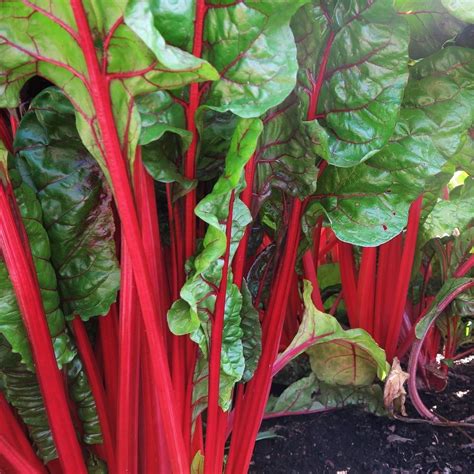 1 Bunch Rhubarb Swiss Chard Windswept Farm Re Farm Café