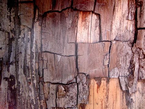 Free Images Tree Rock Branch Wood Texture Trunk Wall Formation