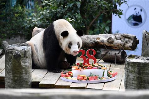 Worlds Oldest Captive Giant Panda Celebrates 38th Birthday Shine News