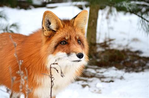 100 Cute Fox Names What They Mean And Where They Come From Legitng