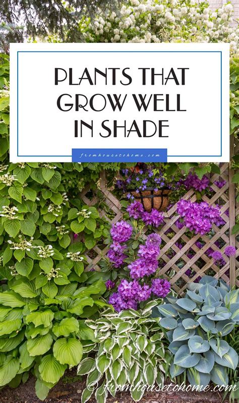 Check spelling or type a new query. Shade-Loving Plants: Gorgeous Perennials, Shrubs, Vines ...
