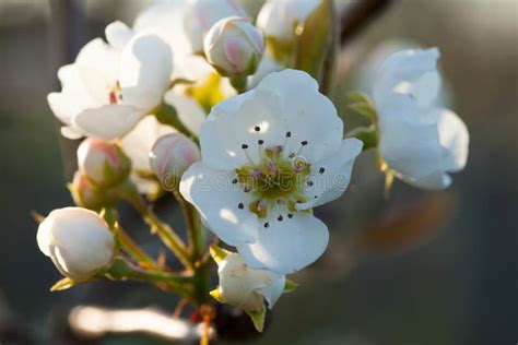 Closeup Of A Cherry Blossom White Flowers Stock Image Image Of Beauty
