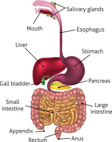 Organs Of The Abdominopelvic Cavity Medictests