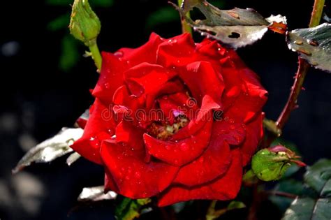 Red Rose Stock Photo Image Of Light Rose Garden Beauty 112102812