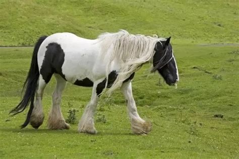 piebald horse facts  pictures horsebreedspicturescom