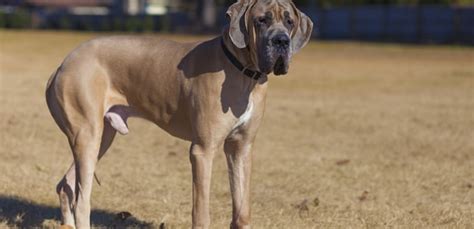 Daniff Great Dane And Mastiff Mix Breed Facts And Temperament
