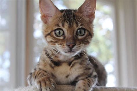 How much does a bengal cat cost? Stunning, friendly Bengal cats and kittens Auckland NZ ...