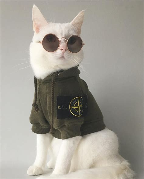 😘😘（zappathecat）：「 Fashion Is My Middle Name💅🏻 」 Cat Outfits Pets