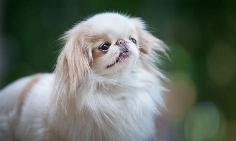 Japanese Chin Breed Characteristics Care And Photos Bechewy