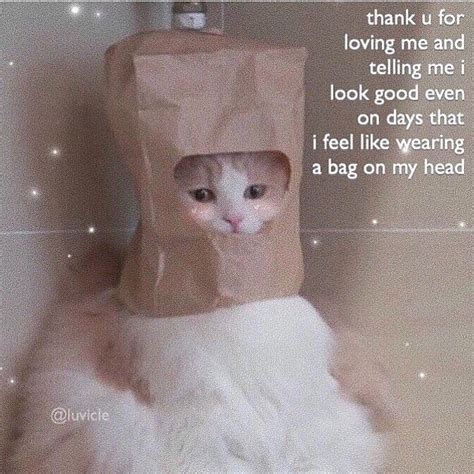 Tag Someone Special☺️ Follow Wholesome Kitties For More Wholesomecats Wholesomememes