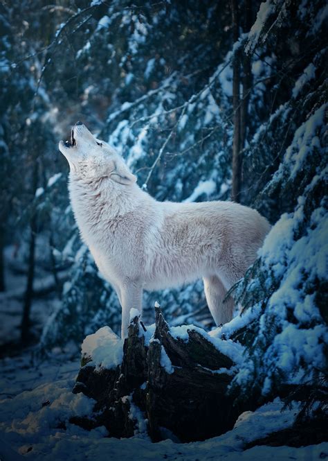 Good Morning Call Of An Arctic Wolf Arctic Wolf Wolf Photos Animals