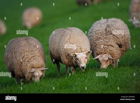 Domestic Sheep Ovis Orientalis Aries Texel The Netherlands Europe