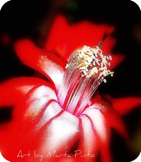 Lush Flower Marta Pinto Flickr