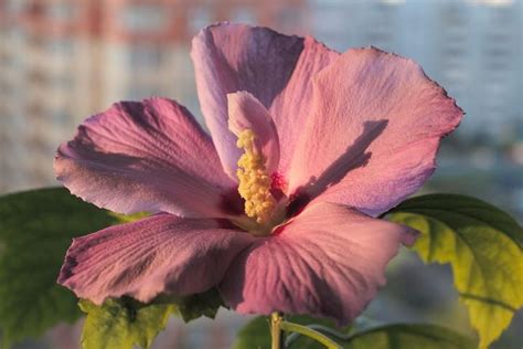 2019 09 20 Hibiscus Flowers Hibiscus Daily Pictures