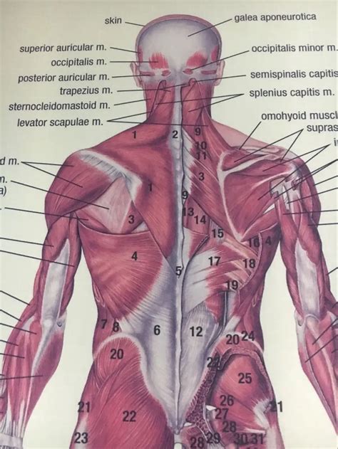 Leg Bones Diagram Labeled Skeleton Anterior Posterior Views Human My