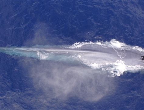 Whale Watching Cabo Best Time - Whale Watch Cabo Tours