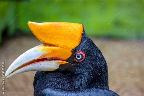 The Rhinoceros Hornbill Buceros Rhinoceros Is A Large Species Of