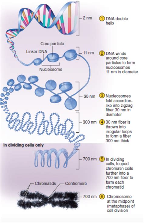 this picture shows the organization of chromatin including dna s double helix structure and how