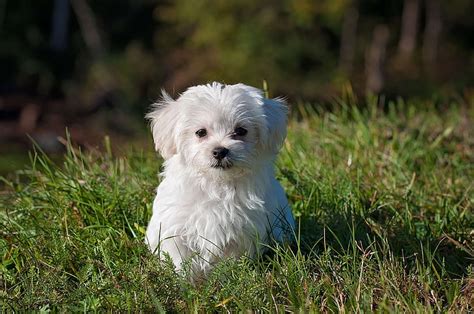 Animal Dog Maltese Nature Pet Puppy White Hd Wallpaper