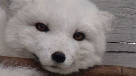 Male Arctic Fox At Yukon Wildlife Preserve Looking Good In His Winter