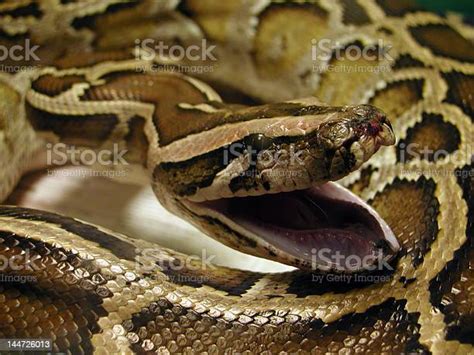 Burmese Python Coiled With Open Mouth Stock Photo Download Image Now