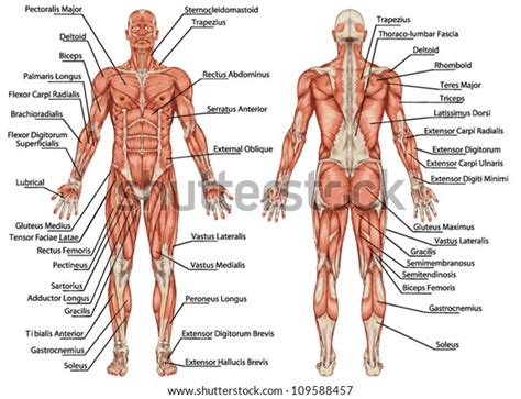 Labeled Anatomy Chart Of Full Body Male By Hank Grebe Lupon Gov Ph