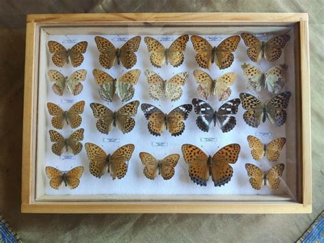 Collected Nymphalidae Species Butterflies In Glazed Display Catawiki