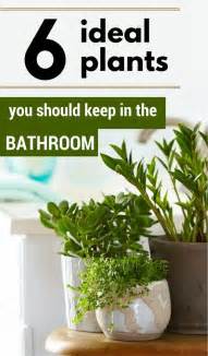 6 Ideal Plants You Should Keep In The Bathroom Best Bathroom Plants