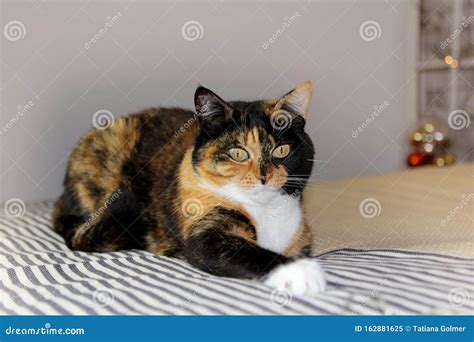 Beautiful Tricolor Cat Lies On A Light Gray Background Cozy Home