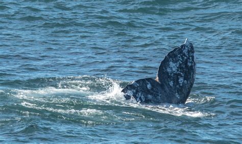 Gray Whale Tail Mendonoma Sightings