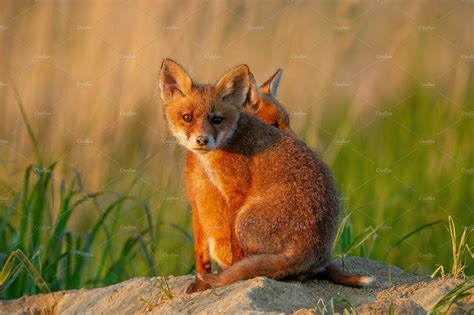 Two Red Fox Cubs Sitting Near Burrow Animal Photos Creative Market