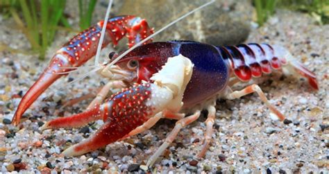 Procambarus Clarkii Facts Characteristics Habitat And More Animal