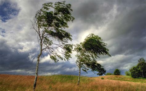 Trees Grass Clouds Wind Wallpaper Nature And Landscape Wallpaper