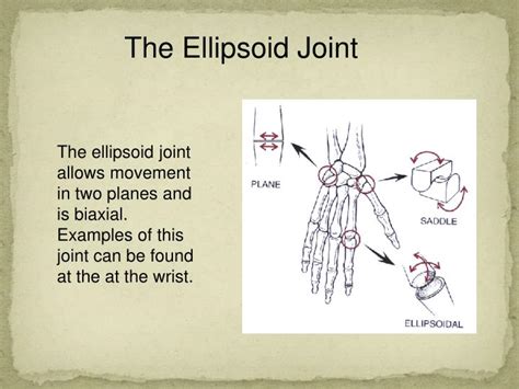Ppt Muscles Bones And Joints Powerpoint Presentation Id3790007