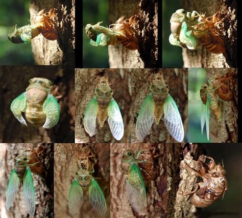 We did not find results for: Cicadas - Cryptolawyer.net