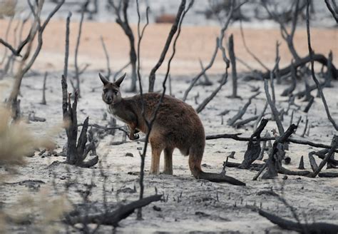 Ten Impacts Of The Australian Bushfires