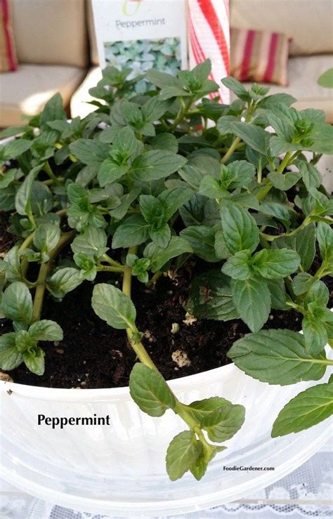 Grow Mint Indoors Spearmint And Peppermint Peppermint