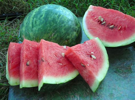 Wilson Sweet Watermelon 2 G Southern Exposure Seed Exchange Saving