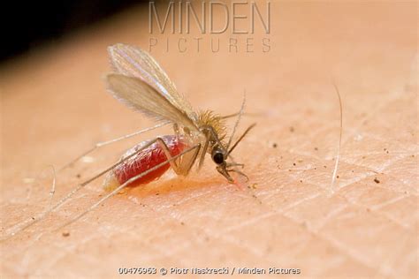 Minden Pictures Stock Photos Sand Fly Lutzomyia Sp Feeding On Human Blood These Flies Are