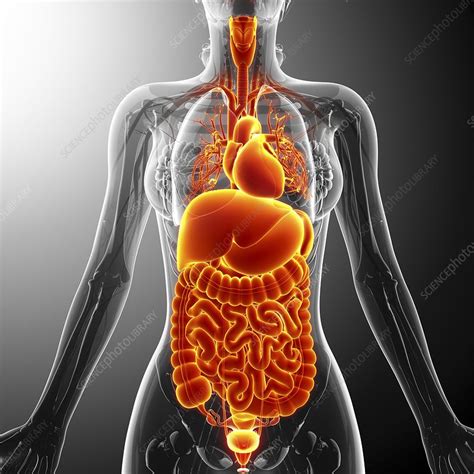 Human Internal Organs Artwork Stock Image F008 7549 Science
