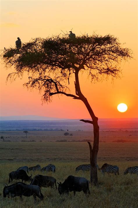 Sunrise In Masai Mara National Reserve Kenya Beautiful Scenery From