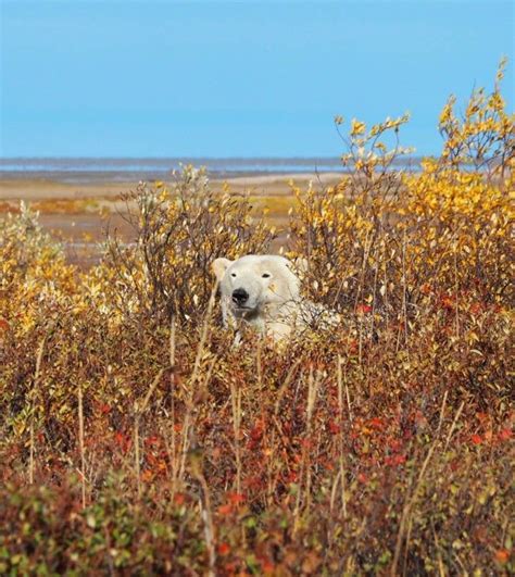 Walking With Polar Bears Tours With Churchill Wild Adventures All