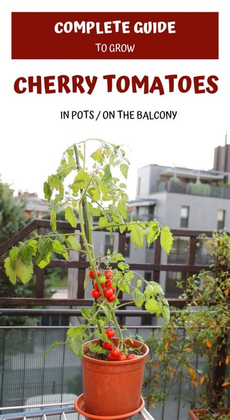 The Ultimate Guide To Growing Cherry Tomatoes In Pots
