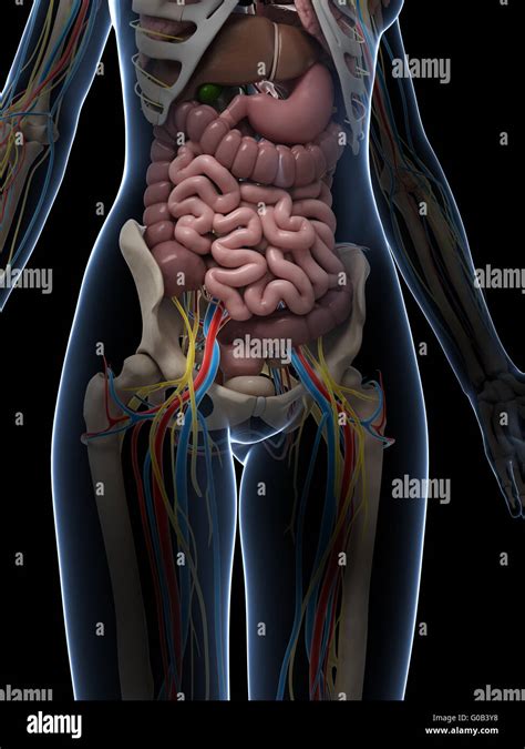 Rendu 3d illustration de l anatomie féminine Photo Stock Alamy