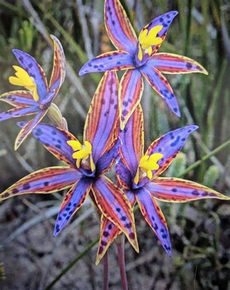 Eastern Queen Of Sheba Orchid Unusual Flowers Flowers Nature Flower